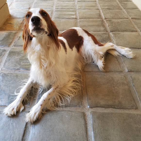 Meet your Posher, Rebecca (and Nora) - Picture 1 of 1